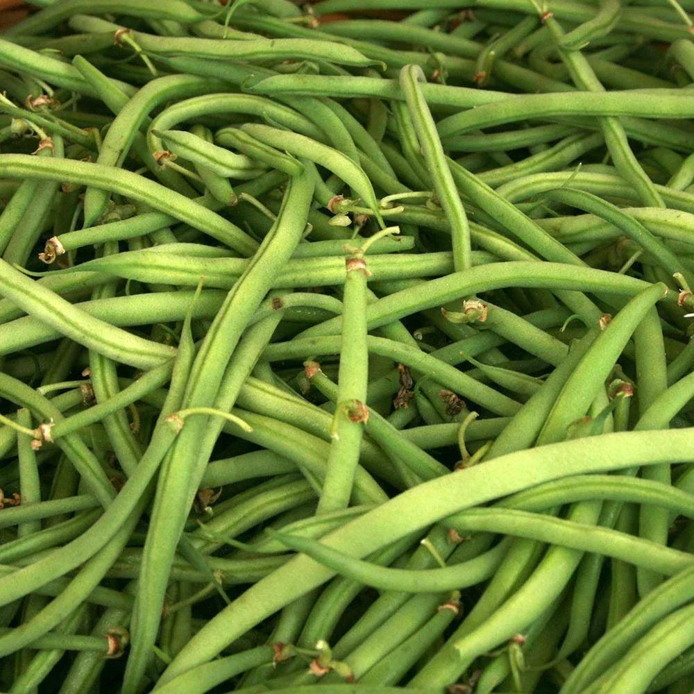 Kentucky Wonder Green Bush Bean Seeds 50 Ct Heirloom NON-GMO Phaseolus vulgaris Vegetable Garden Seeds