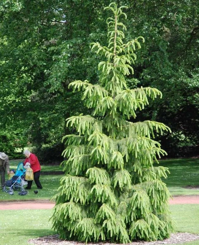 Himalayan Spruce Tree Seeds - Weeping Morinda Evergreen - Picea smithiana - Packet of 20 Seeds for Bonsai & Landscape Gardening