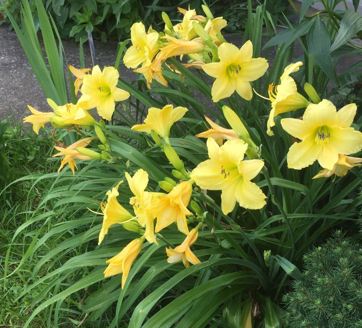 Daylily Root - Bare Root Perennial, Low Maintenance, Hemerocallis spp., Vibrant Blooms, Drought-Tolerant Garden Plant