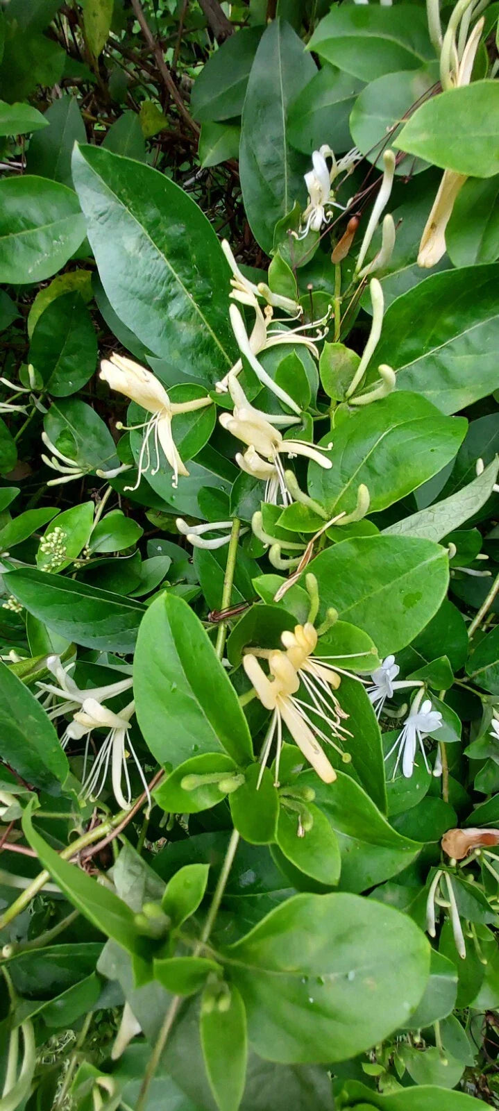 Honeysuckle Cuttings - 6 Unrooted Starter Plant Cuttings - Lonicera spp. - Fragrant, Fast-Growing Garden Plants