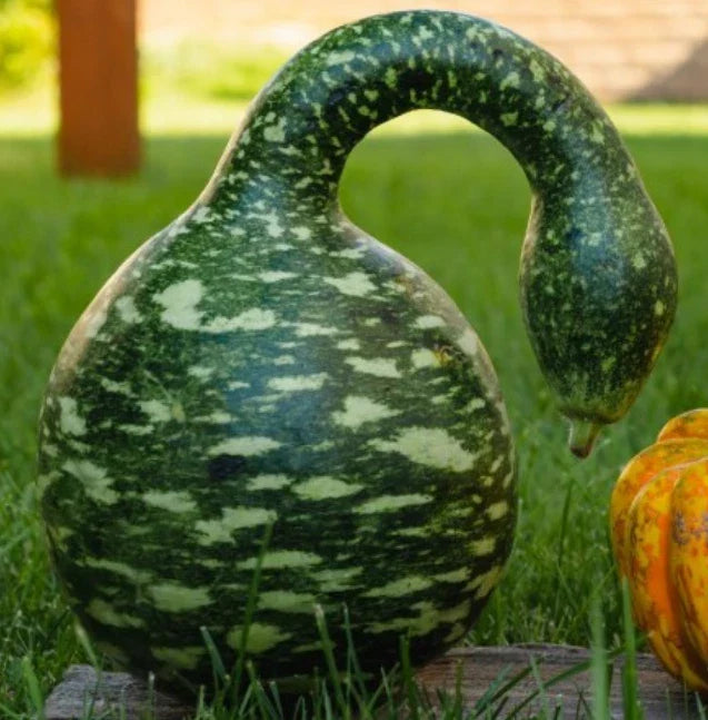 Speckled Swan Gourd Seeds - 15 Non-GMO Seeds for Birdhouse Crafts - Lagenaria siceraria - Unique Decorative Garden Plants