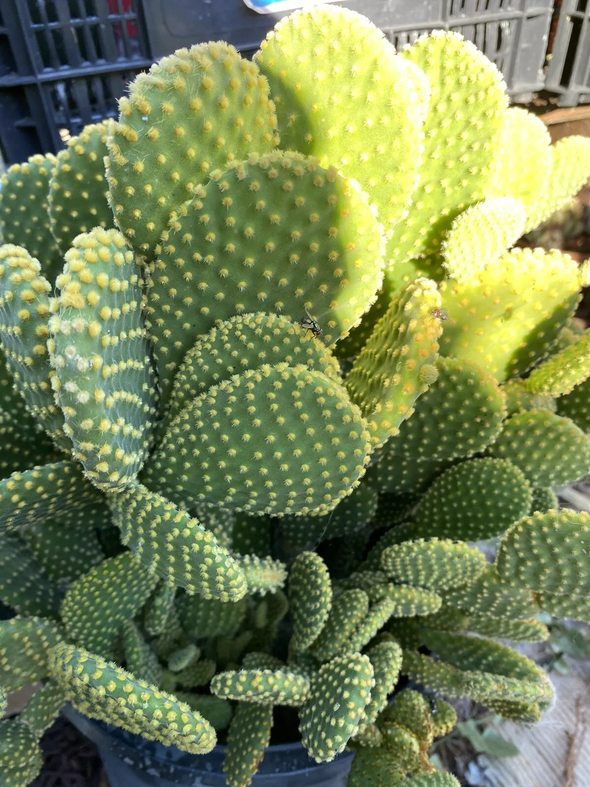 Opuntia Microdasys Cactus Cuttings - 3 Bunny Ears Succulent - No Roots - Hardy Indoor/Outdoor Plant - Drought-Tolerant