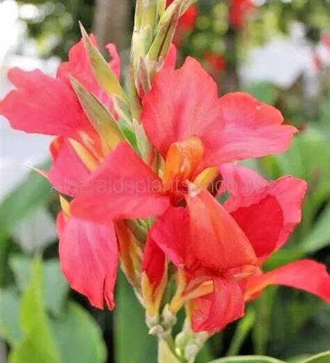 Canna Lily Bulb 2-3 Eye Tuber Salmon Pink City of Portland Canna indica Live Plant for Summer Gardens