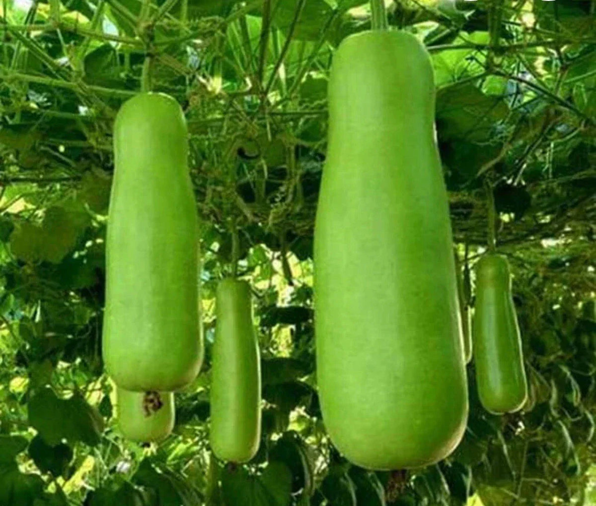 Heirloom Bottle Gourd Seeds - 15+ Upo Calabash Seeds - Lagenaria siceraria - Easy to Grow for Home Gardens and Culinary Use