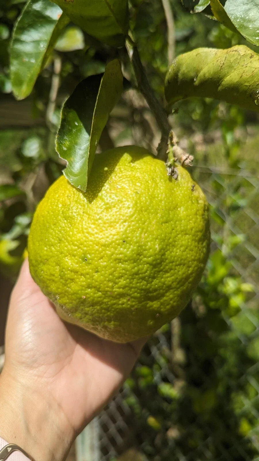 Ponderosa Lemon Cutting - 10-12 inches - Bright Yellow - Citrus x limon - Ideal for Crafts and DIY Decor