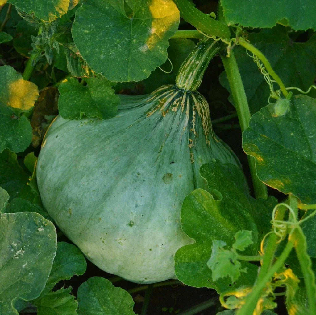 Sweet Meat Winter Squash Seeds - NON-GMO Heirloom Pumpkin Pie Variety, Cucurbita maxima, Garden Planting Seeds