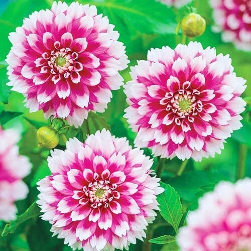 25 Fuzzy Wuzzy Dahlia Seeds | Colorful Perennial Flower | Dahlia pinnata | Vibrant Blooms for Gardens & Borders