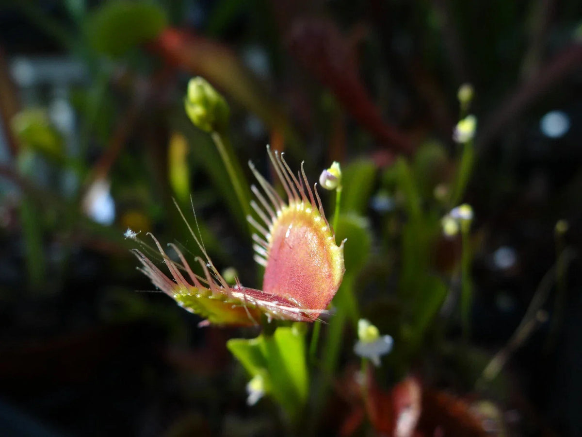 Venus Flytrap Potted Plant - 4 Inch Dionaea muscipula - Unique Carnivorous Houseplant for Home or Garden