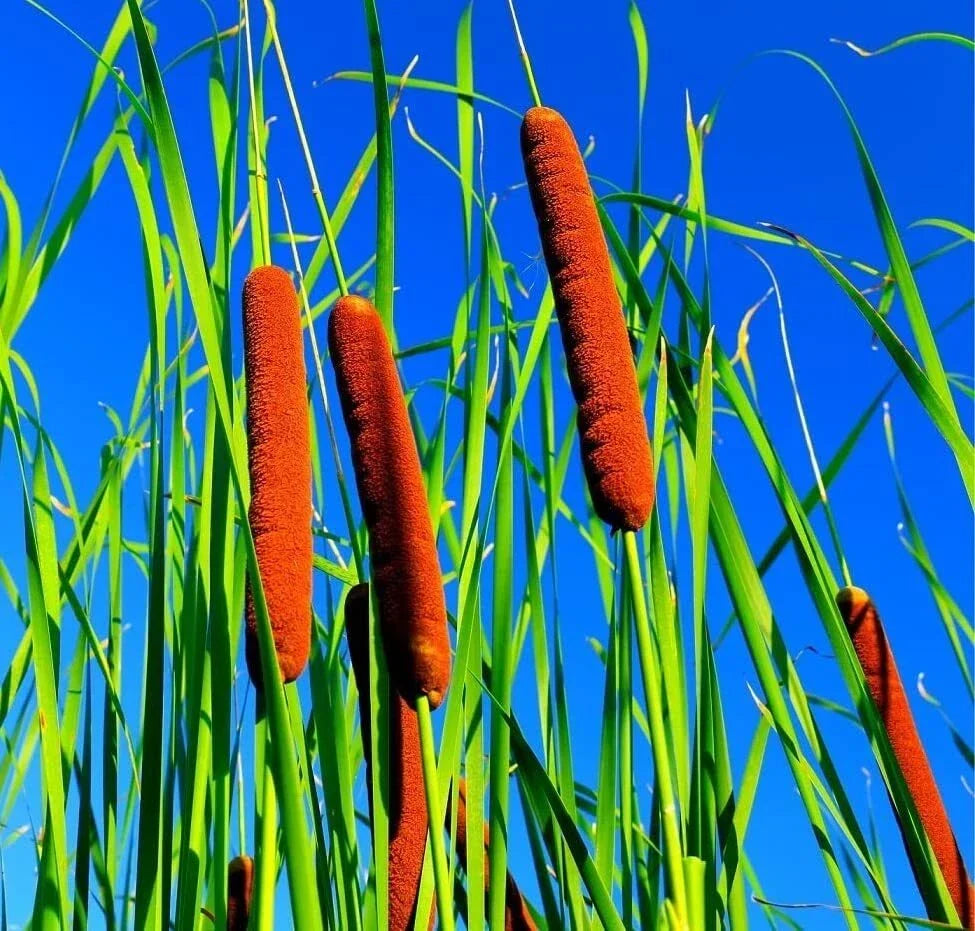 Cattail Seeds for Planting - 5,000+ Seeds - Aquatic Plant for Wetlands - Typha spp. - Ideal for Ponds and Water Gardens