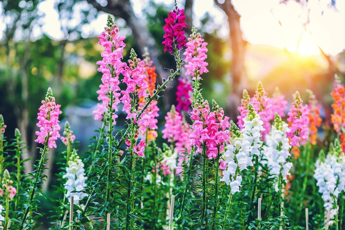 Snapdragon Seeds - 250+ Count - Vibrant Garden Flowers - Antirrhinum majus - Easy to Grow, Attract Pollinators