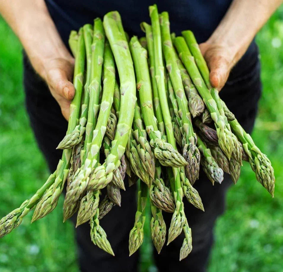 Asparagus Seeds - 100+ Count - Mary Washington Non-GMO Heirloom - Asparagus officinalis - Organic Gardening
