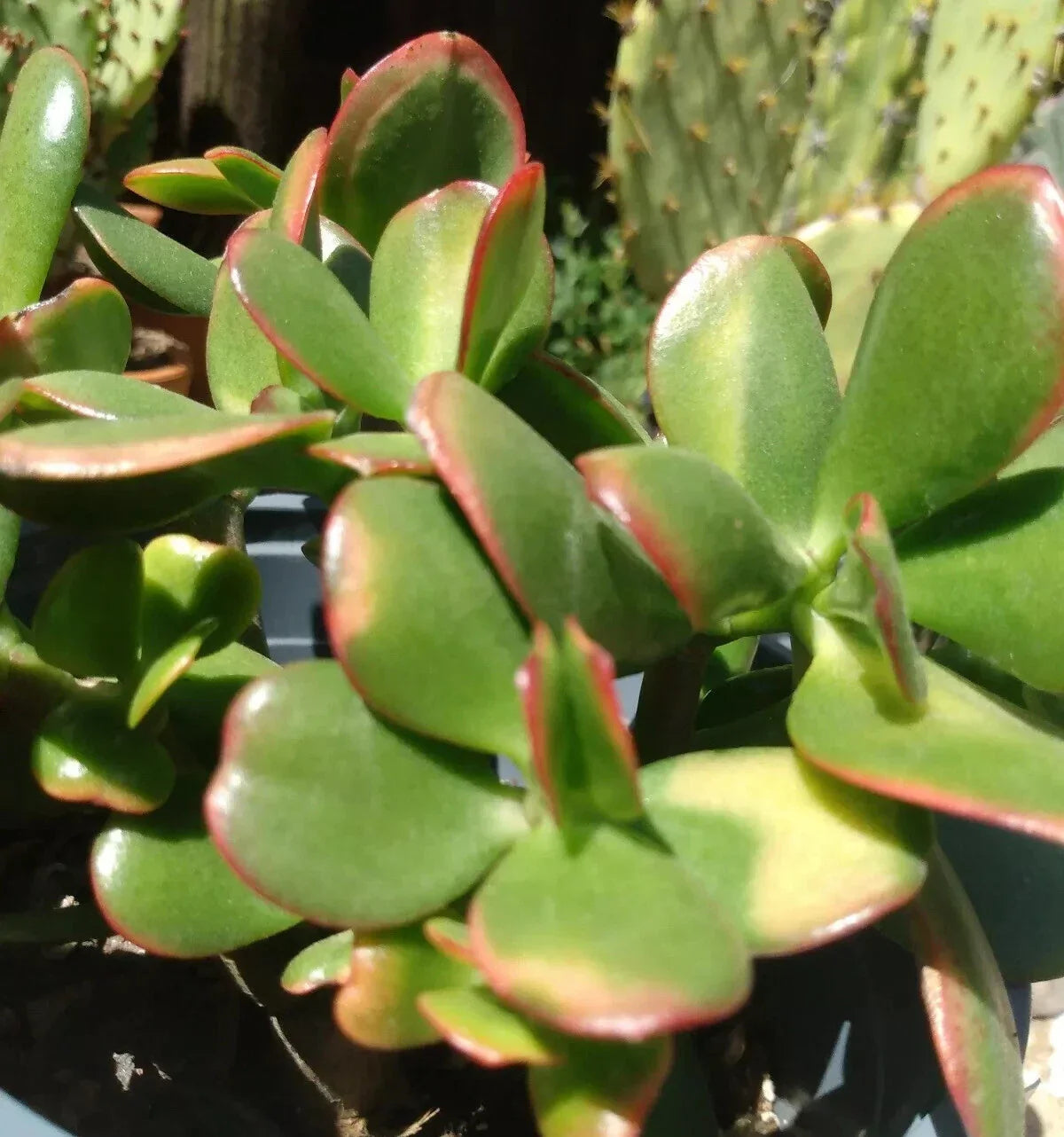 Jade Plant Cuttings - 4 Fresh Crassula Ovata Cuttings - Easy Care Succulent for Indoor Garden Decor