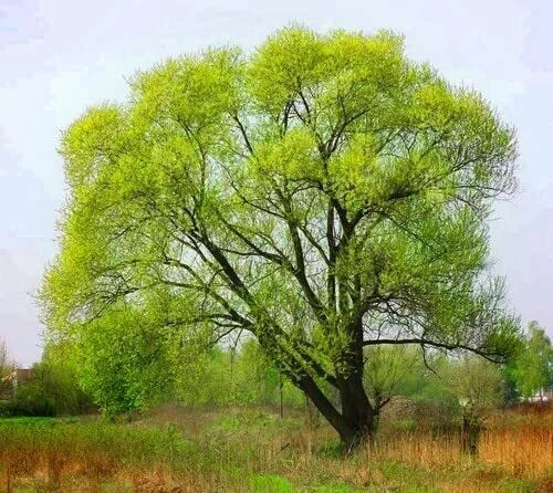 Black Willow Tree Cuttings 6 Pack - Salix nigra - Easy to Grow, Fast-Growing, Attractive Variety for Water Gardens