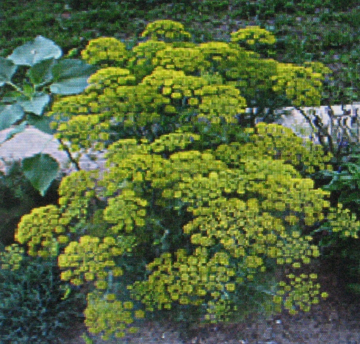 Dill Herb Seeds - Bouquet Variety - 100 Seeds - Anethum graveolens - Culinary Herb for Garden & Containers
