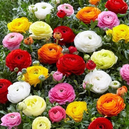 Ranunculus Seeds Packet 100+ | Persian Buttercup | Ranunculus asiaticus | USA Grown for Spring Planting