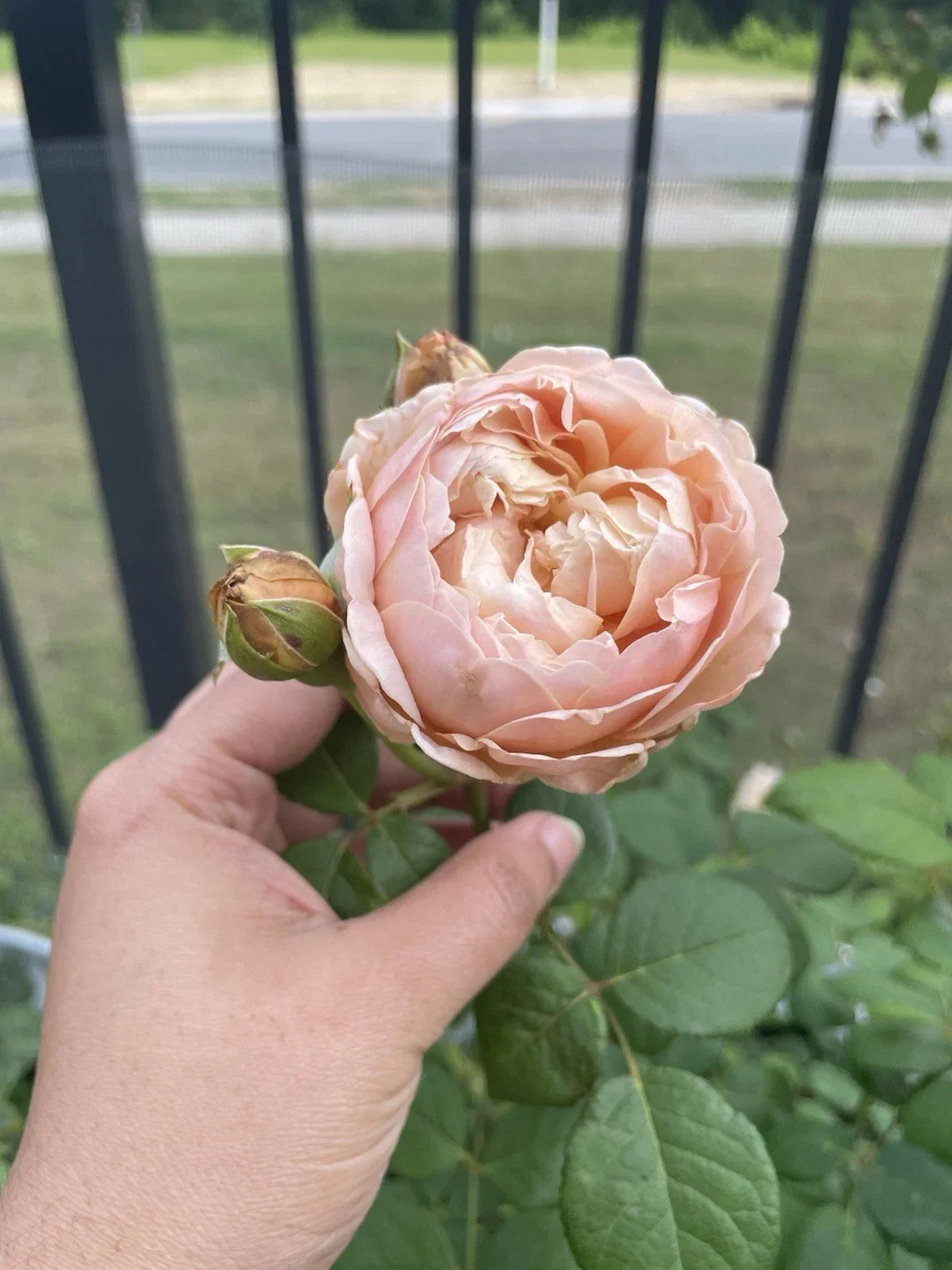 Auspeet Rose Plant Cuttings - 3 Unrooted 6” Fresh Cuttings for Propagation, Rosa spp. Ideal for Garden Use