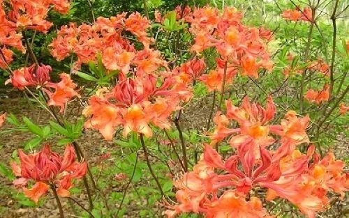 Aromi Azalea Starter Plant - Mauvila Gold - Rhododendron 'Aromi Gold' - Deciduous, Low Maintenance, Pollinator Friendly