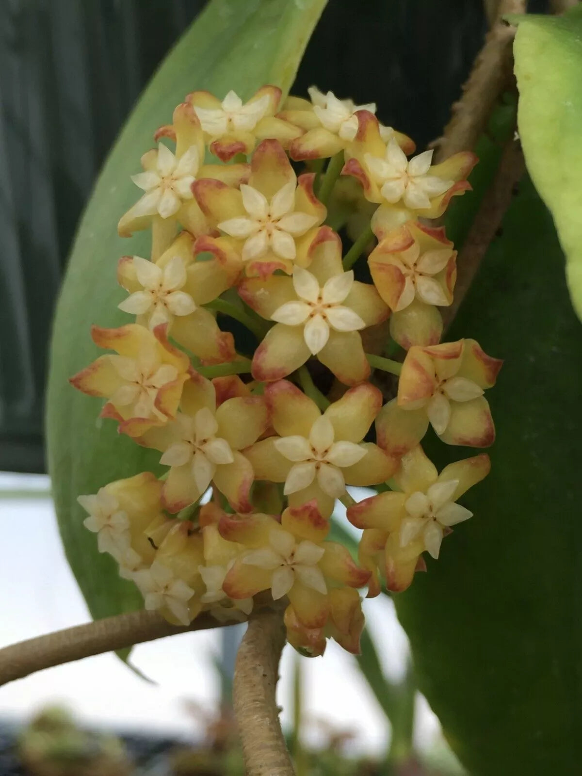 Rare Hoya crassicaulis Plant in 3" Pot - Unique Indoor Houseplant with Waxy Green Leaves - Low Maintenance Hoya Variety