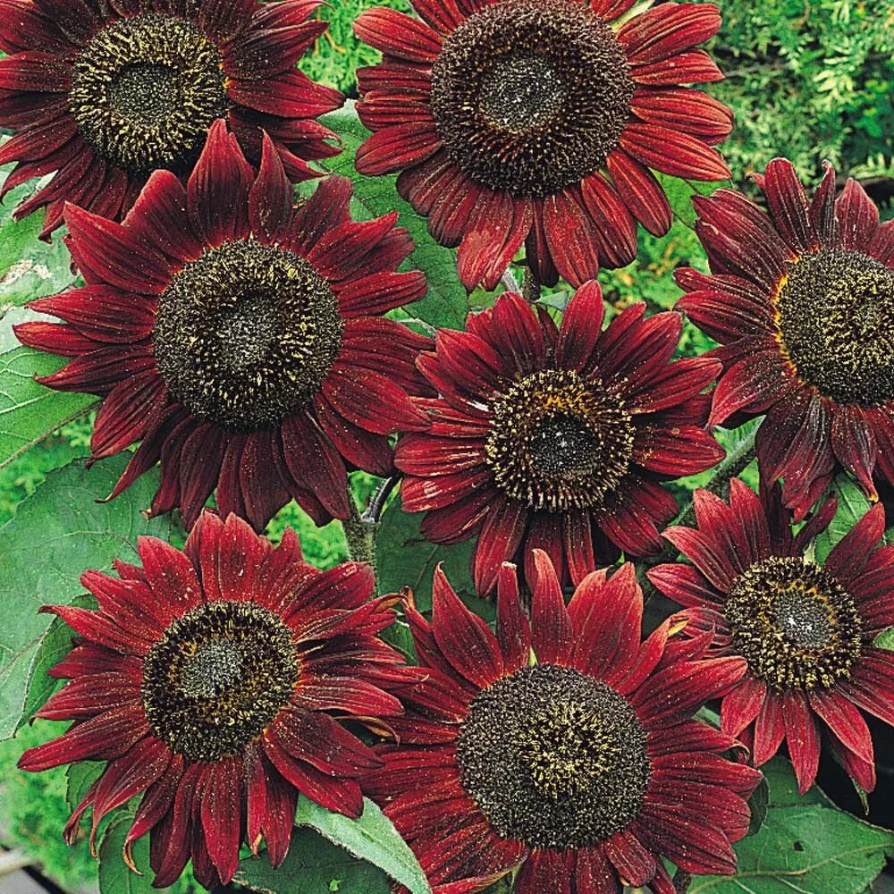Sunflower Seeds 100 Count Velvet Queen Heirloom Non-GMO (Helianthus annuus) - Attracts Birds & Butterflies, Easy to Grow