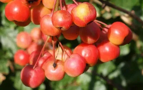 Red Sentinel Crabapple Seeds - 25+ Count - Malus × floribunda - Vibrant Red Blossoms for Garden Planting - USA