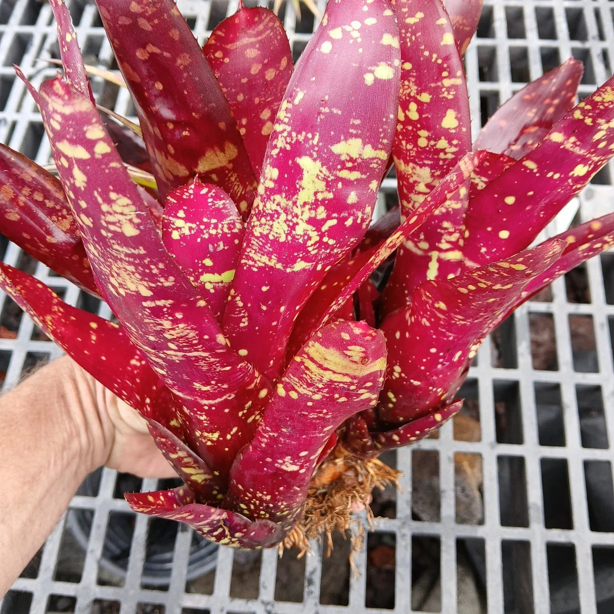 Bromeliad Plant Bare Root Pup Red Neoregelia Burgundy - Tropical Indoor/Outdoor Decor