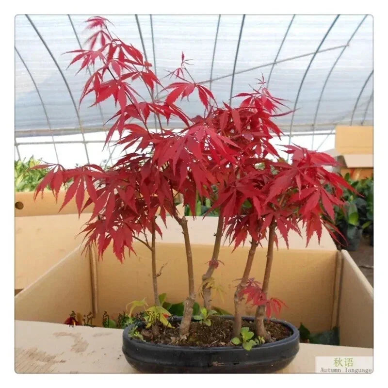 Japanese Red Maple Tree Seeds - 20 Rare Bonsai Seeds - Acer palmatum - Ideal for Home Garden & Bonsai Enthusiasts
