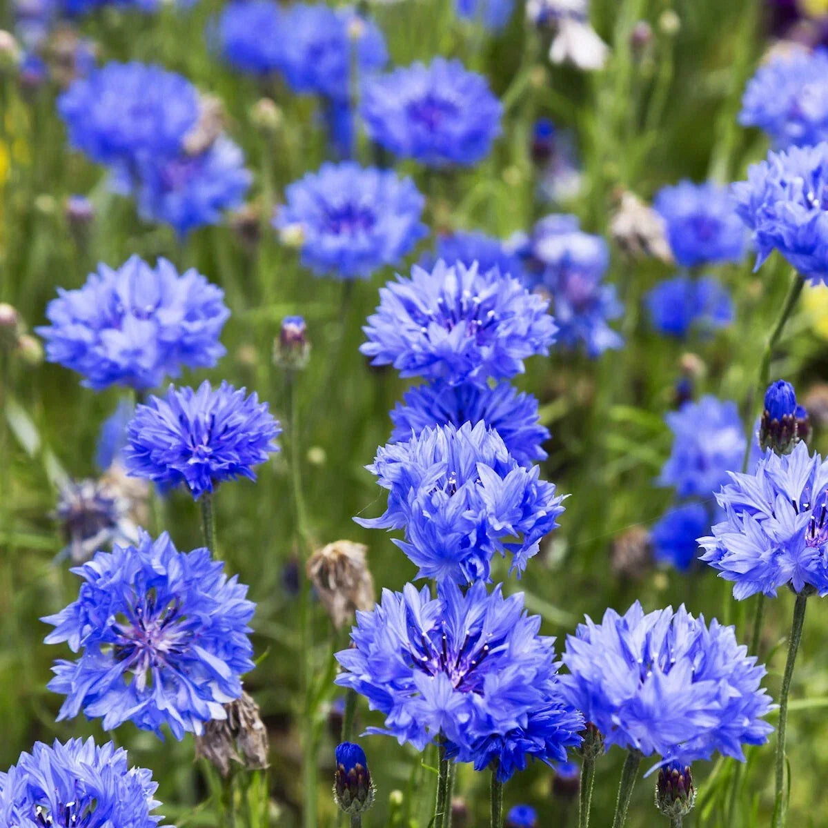 Wildflower Seeds 1 Lb Tall Blue Bachelor Button Centaurea cyanus Non-GMO for Gardens and Pollinators