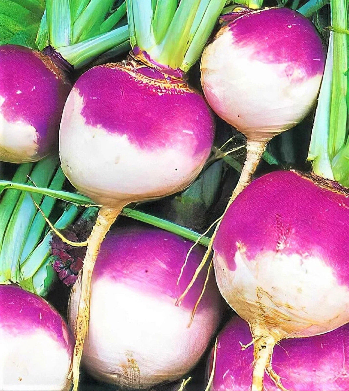 Purple Top White Globe Turnip Seeds - 500+ Non-GMO Seeds for Planting - Brassica rapa Subsp. rapa - Easy to Grow