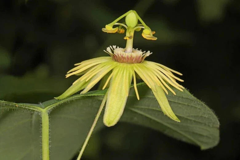Yellow Passion Fruit Starter Plant - Small Rooted Vine, Edible, Tropical Garden, Passiflora edulis var. flavicarpa