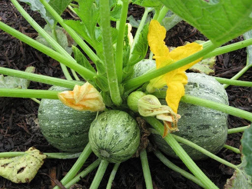 Round Zucchini Seeds - 20+ Pack - Cucurbita pepo - Heirloom Vegetable Seeds - USA Grown - Compact & Easy to Grow