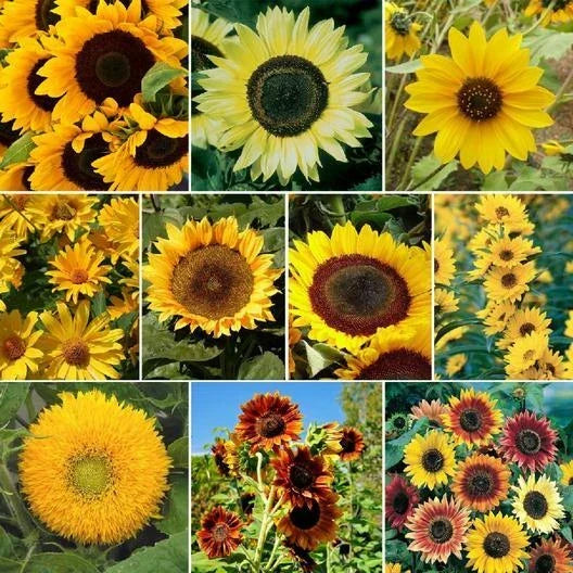 Sunflower Seeds Bulk Pack - 250 Non-GMO SUNNY Mix for Hummingbirds - Helianthus annuus - Colorful Garden Blooms