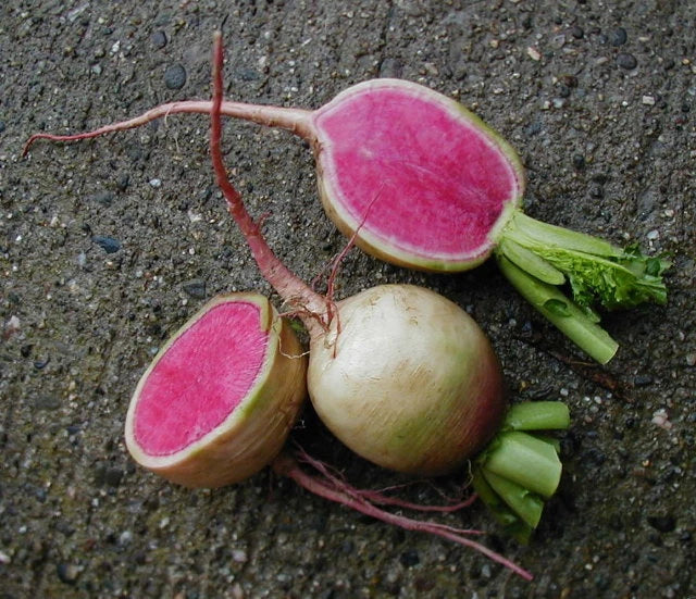 Watermelon Radish Seeds - Heirloom Vegetable Seeds - Raphanus sativus - 100 Non-GMO Seeds for Colorful Garden Harvest