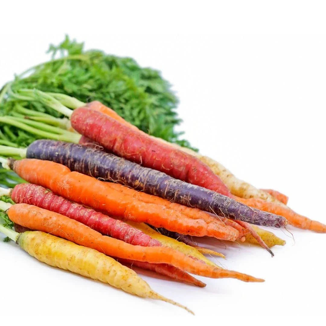 Rainbow Carrot Seeds 750 Count | Non-GMO Heirloom Vegetable Seeds | Daucus carota | Colorful Purple, Red, Yellow, Orange