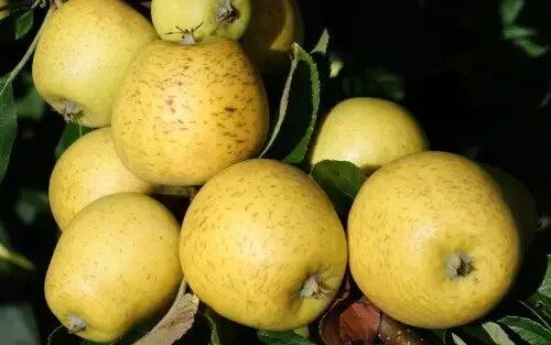 Pitmaston Pine Apple Seeds - 25+ Count Heirloom Fruit Seeds - Ananas comosus - Perfect for Home Garden Planting - USA