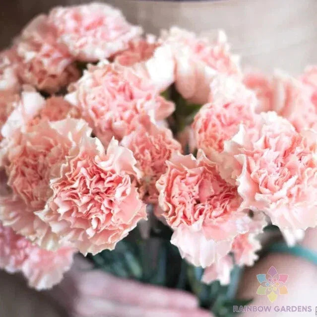 200+ Squier Pink Carnation Seeds - Dianthus caryophyllus - Easy to Grow Perennial Flowers for Garden Planting