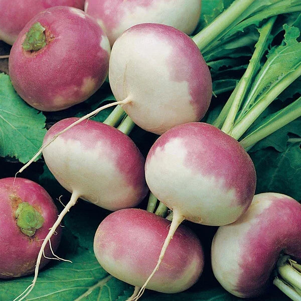 Purple Top Turnip Seeds 500+ Non-GMO Brassica rapa - White Globe Vegetable Seeds for Fall Planting, Free Shipping USA