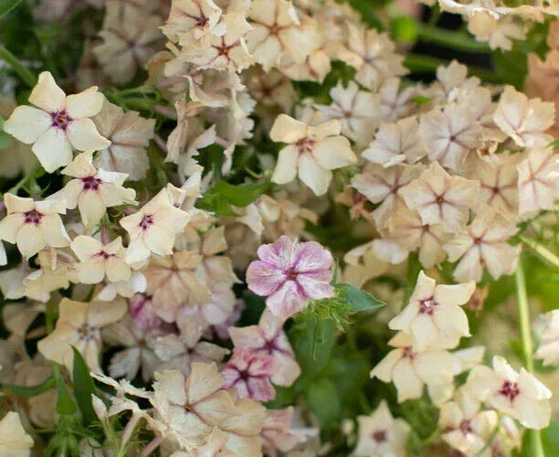 Phlox Seeds - 25+ Cream Brulee Fragrant Flower Seeds - Phlox paniculata - Non-GMO Perennial for Garden Borders and Containers