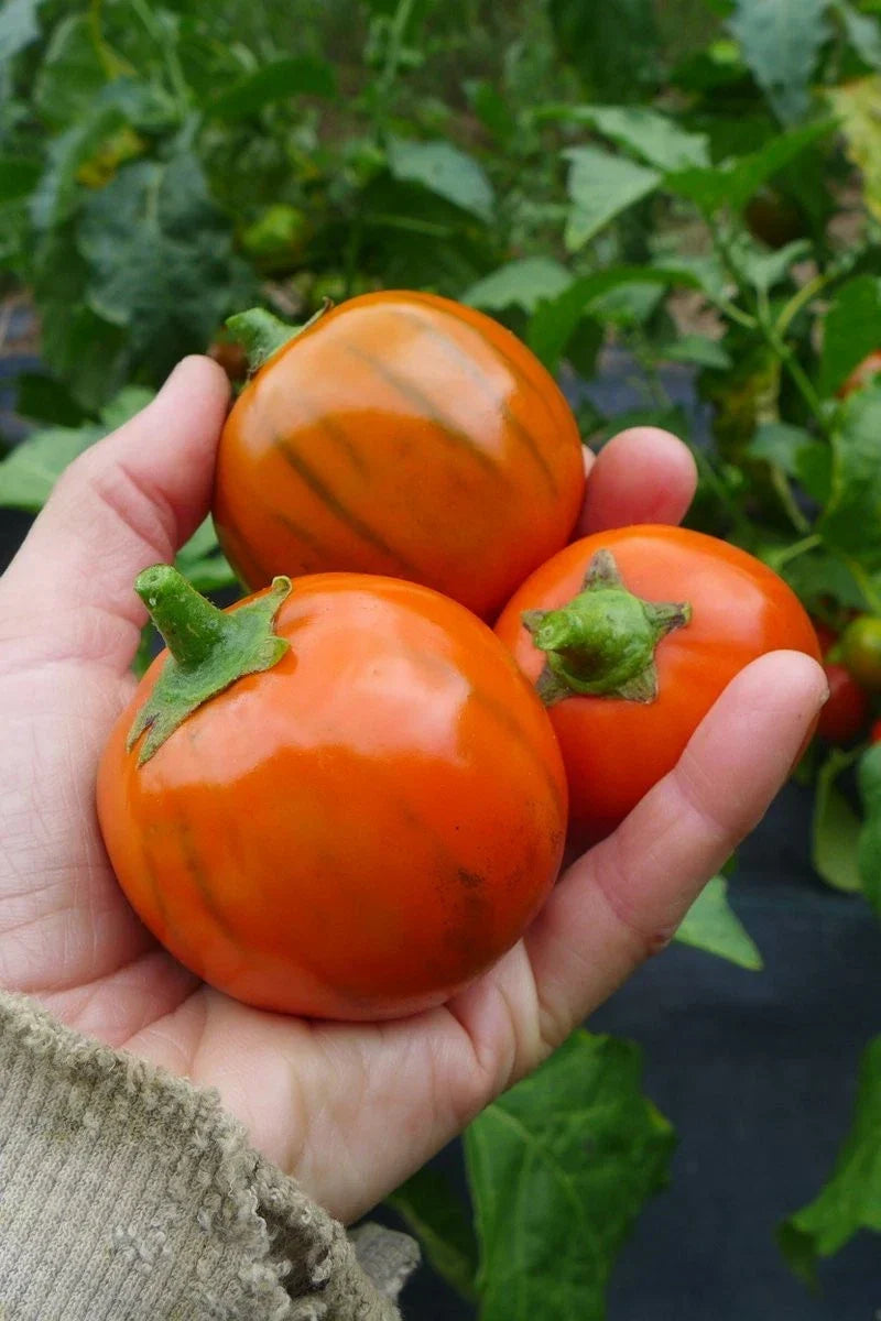Turkish Orange Eggplant Seeds - 50+ Heirloom Organic Non-GMO - Solanum melongena - Vibrant Garden Vegetable