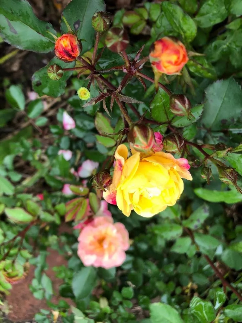 Fragrant Rosa Easy Going Shrub Rose Cuttings - 3 Pack, 6" Long - Rosa 'Easy Going' for Gardens, Low Maintenance Blooms