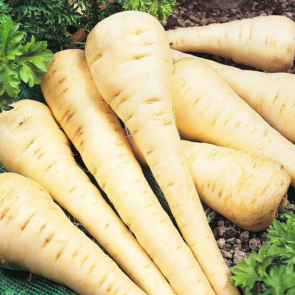 Parsnip Seeds - Organic All American Variety - Pastinaca sativa - Non-GMO Heirloom - 200 Seeds for Fall Harvest