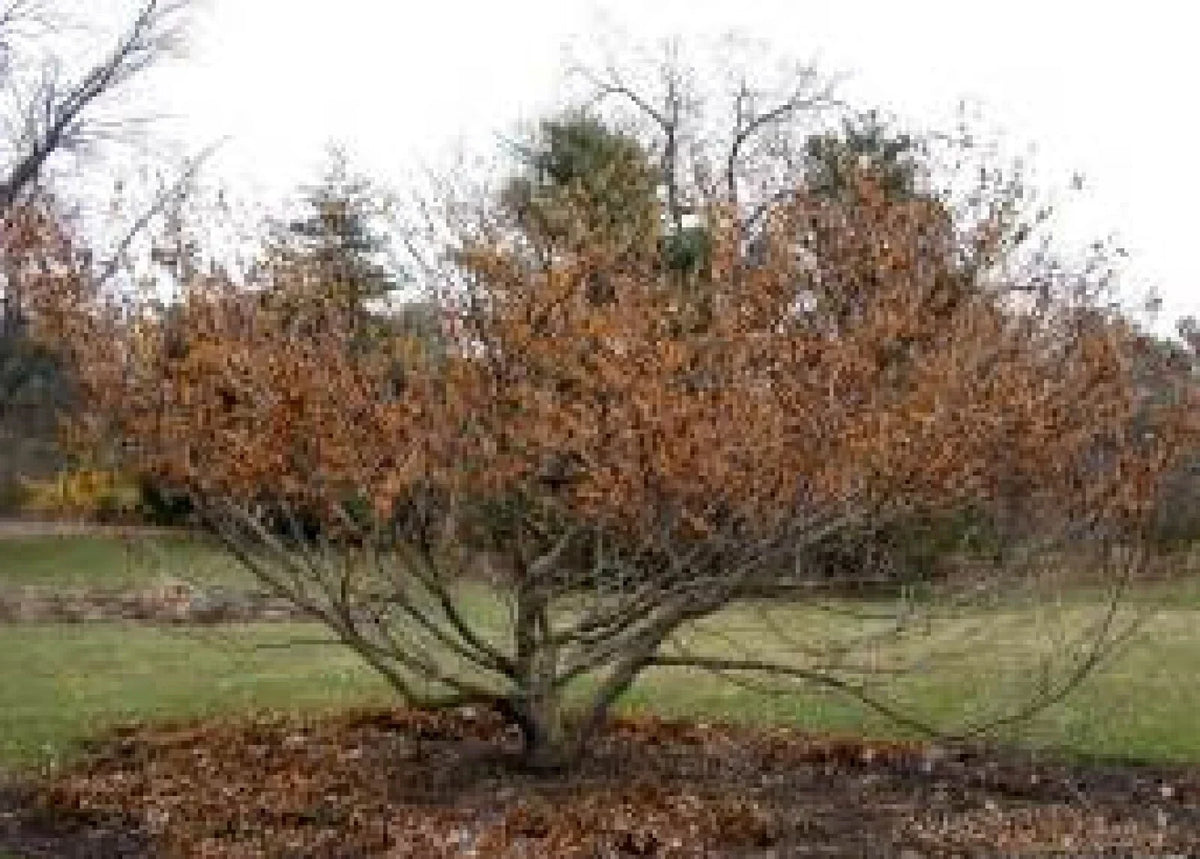 Vernal Witch Hazel Seeds - 15 Pack - Flowering Shrub - Hamamelis vernalis - Native Plant for Garden - Attracts Pollinators