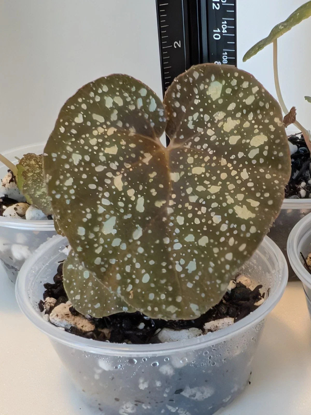 Begonia Plant 4-Inch Pot Moona Hybrid Begonia curtisii 'Galaxy' x Begonia variabilis, Unique Foliage, Indoor/Outdoor