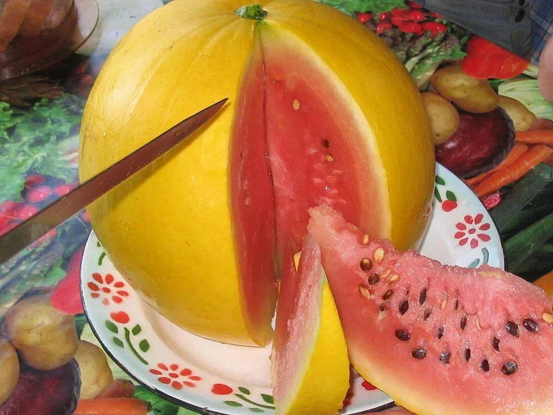 Golden Midget Watermelon Seeds 24 Pack - Heirloom, Non-GMO, Organic - Citrullus lanatus - Sweet Mini Watermelon Variety