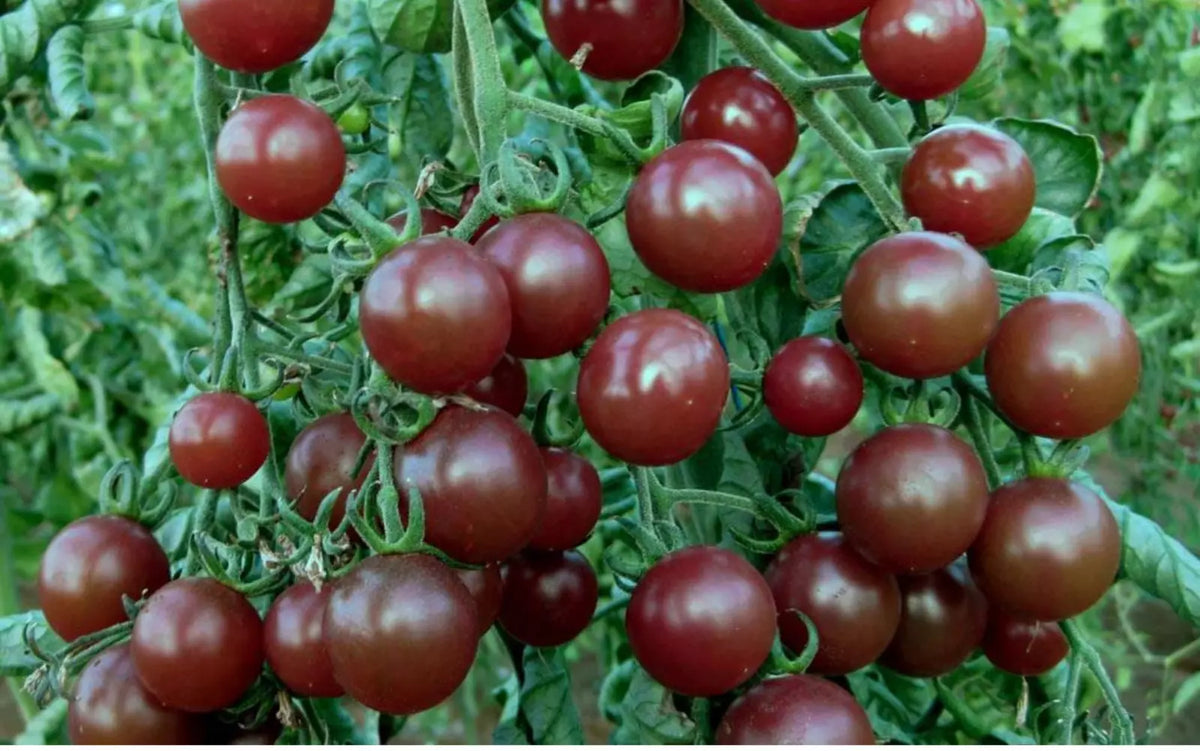 Chocolate Cherry Tomato Seeds - 10+ Organic Heirloom Seeds - Super Sweet Solanum lycopersicum - Rare Heritage Variety