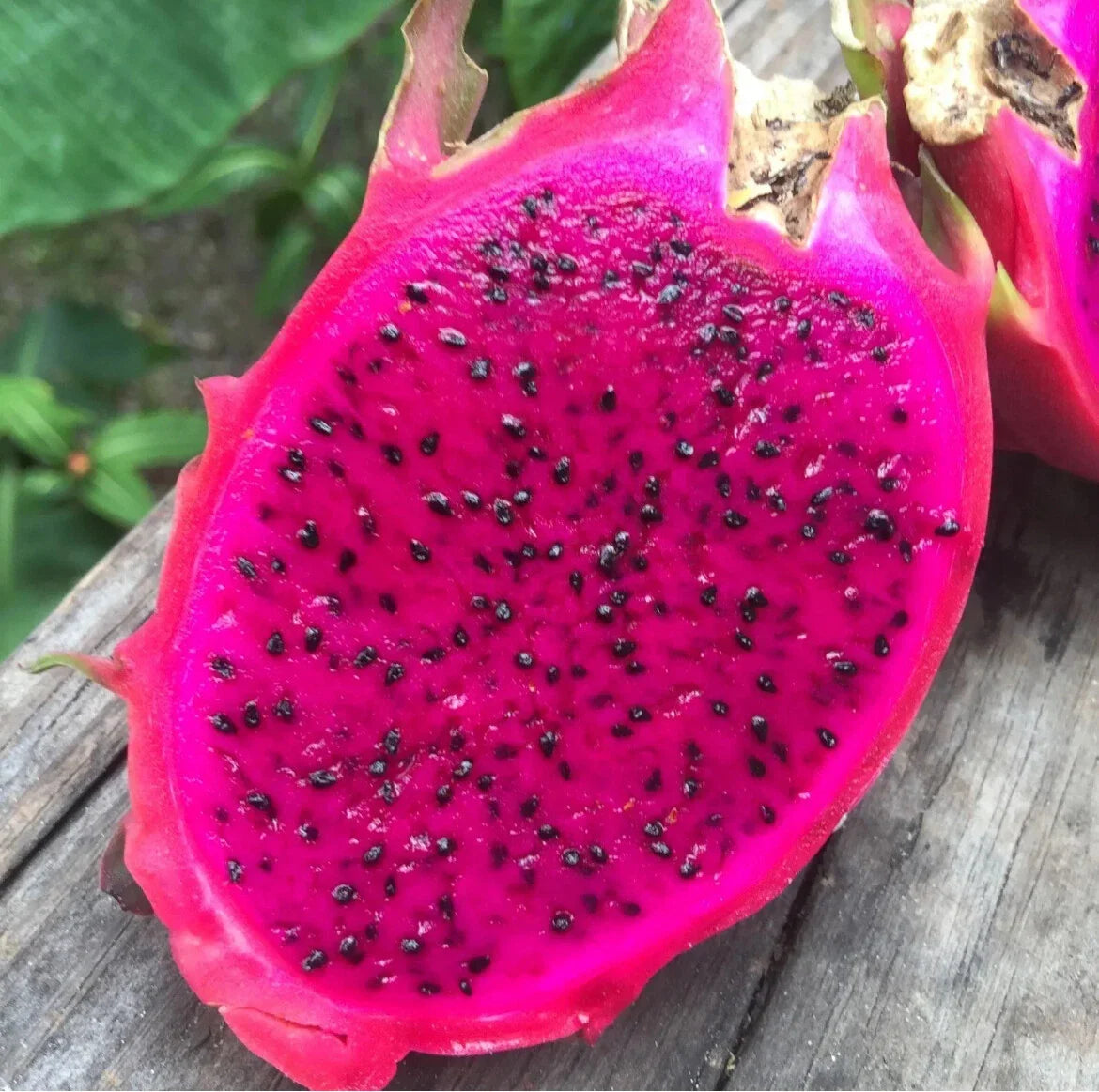 Red Dragon Fruit Seeds | 10 Pack | Edible Pitaya Cactus | Hylocereus Undatus | Perfect for Home Garden & Container Planting