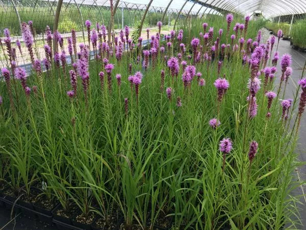 Purple Blazing Star Live Plants Set of 3 - Perennial Liatris spicata - Butterfly Attracting Garden Flowers - Zones 3-8