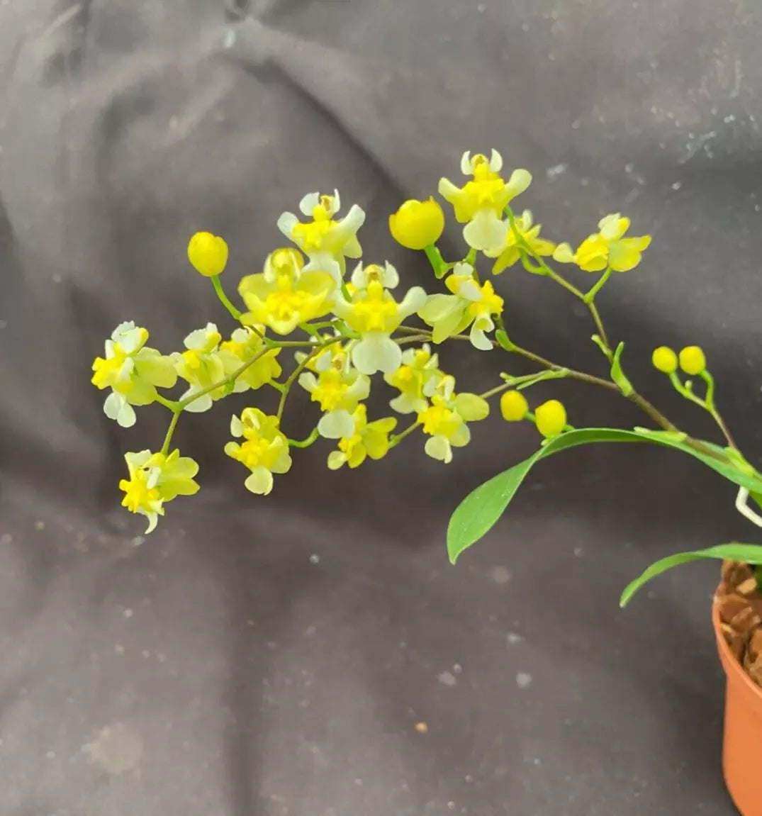 Miniature Orchid Plant 2.5" Pot Oncidium Gold Dust Yellow Blooms Oncidium spp. Indoor Flowering Houseplant