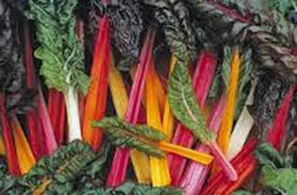 Swiss Chard Seeds 500 Heirloom Rainbow Non-GMO Beta vulgaris subsp. cicla - Vibrant Colorful Leaves for Garden & Kitchen