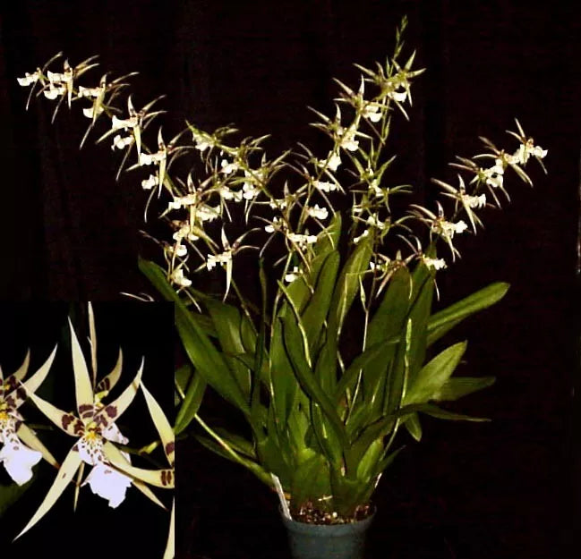 Bratonia Phoenix Rising Orchid Plant 3" Pot - White Blooms, Compact Growth, Low Care - Bratonia Phoenix Rising
