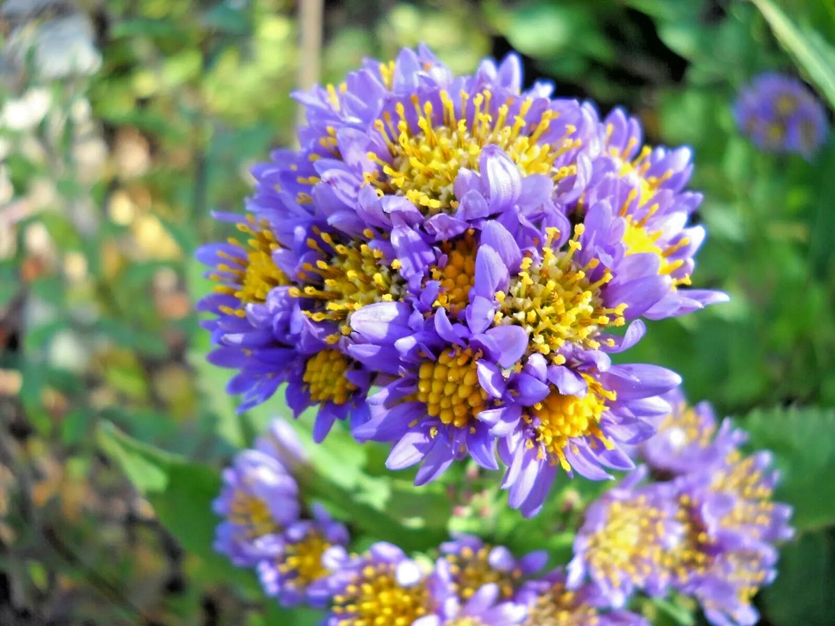 Hardy Perennial Starter Plants - 2 Pack - Lavender Tatarian Aster - Aster tataricus - Easy Care, Attracts Pollinators